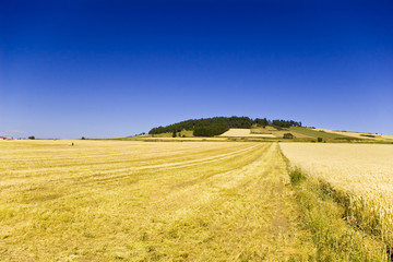 Prairie en Haute-Loire