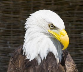 Bald Eagle III