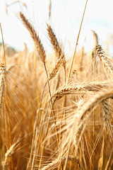 gold wheat and blue sky