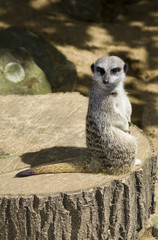 Fototapeta premium Meercat