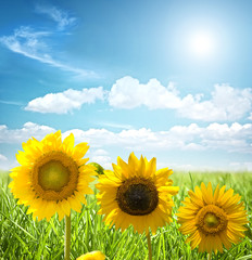 Fototapeta premium Yellow sunflower in a field