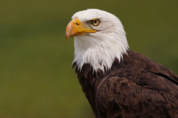 Fototapeta premium Looking Into The Future