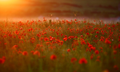 Red poppy Papaver rheas field in warm evening light