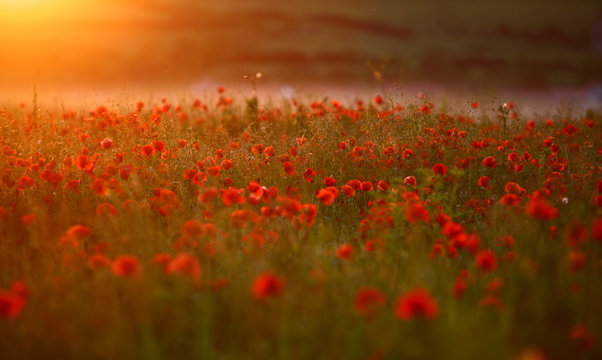 Red poppy Papaver rheas field in warm evening light © Calin Tatu