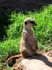 Meerkat