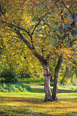 Fototapeta premium Birch trees in fall in the park