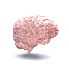 brain