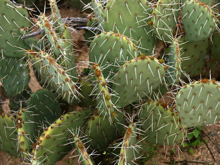 prickly pear cactus