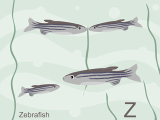 Animal alphabet flash card, Z for zebrafish