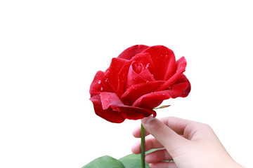 Red Rose and Hand