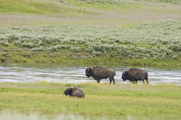 iconic buffalo beside the yellowstone river