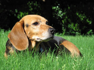 Portrait of a beagle in the grass