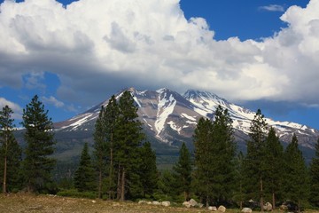 green forest with Mt Shasta in the background.