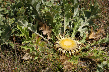 carline à feuilles d'acanthe