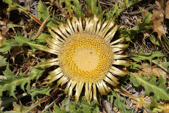 carline &agrave; feuilles d'acanthe