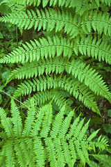 france; île de france; forêt; sous-bois : fougères