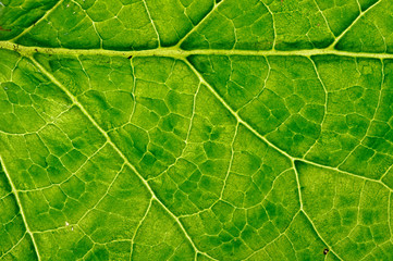 closeup plant texture background