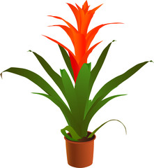 Window blossoming bromeliaceae plant (vector illustration)