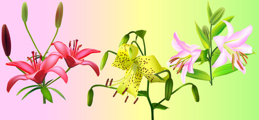 lily collection ( Liliaceae lilium) (rasterize from vector)