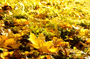 autumn fallen leaves background