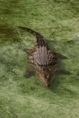 Afwasbaar Fotobehang Krokodil nijlkrokodil