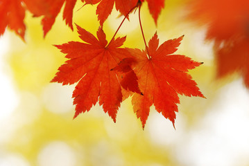 Fototapeta premium Autumn maple leaves