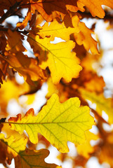 Autumn oak leaves