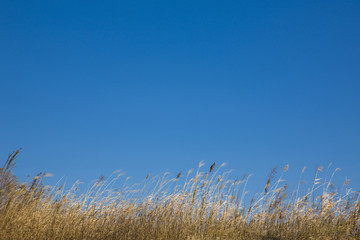 Fototapeta premium 冬空