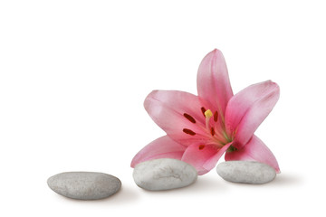 Fototapeta na wymiar Zen Still Life: kamyki i różowa lilia