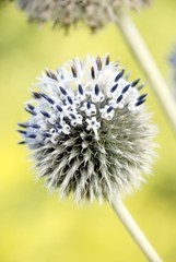 Distel