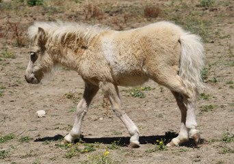 Poni casi recien nacido, cria de poni.