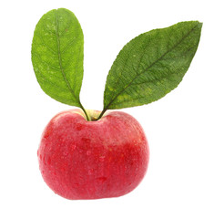 Apple red with two leaves