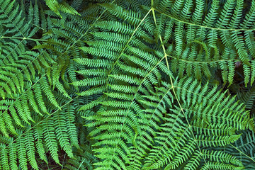 france; île de france; forêt; sous-bois; : fougères