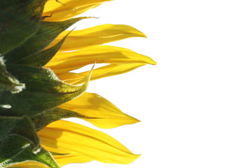 Fototapeta na wymiar sunflower