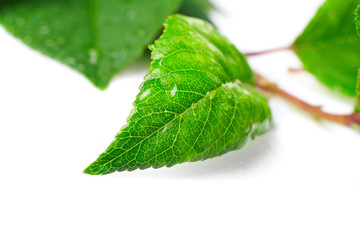 Fototapeta premium leaf and drop