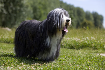 bearded collie très en poil de trois quart regardant au loin