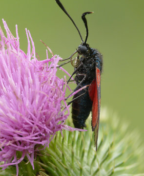 sechsfleck widderchen