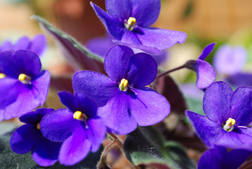 Close up of small purple Violets.
