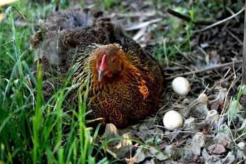 Gallina