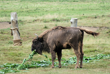 Bison 2 © Ruth Hallam