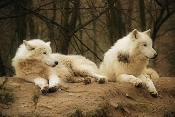 Fototapeta premium White wolfs