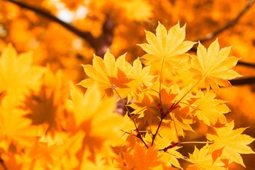 Autumn, yellow leaves