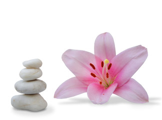 wellness still life pebbles and pink lily
