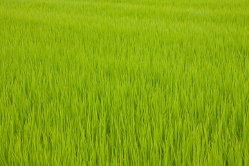 Japanese rice field