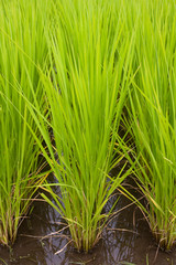Japanese rice field