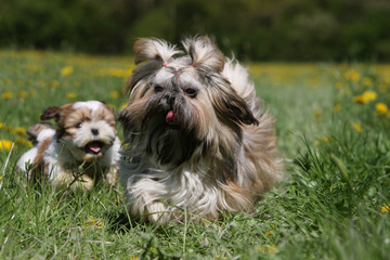 petit chiot shih tzu courant aprés sa mère - jeu amusant