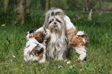 maman shih tzu assaillie par tous ses petits chiots - mignon