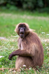 adult monkey sitting in grass