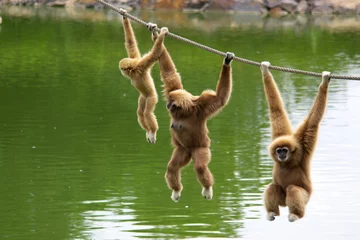Abwaschbare Fototapete Affe Gibbon-Affenfamilie hängt am Seil