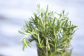 ローズマリー